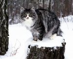 Charovnitza