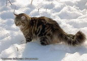 Chernomor