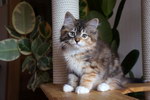 Hanna