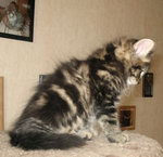 7 weeks