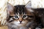 Zosya