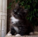 Pavla
