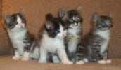 5 weeks