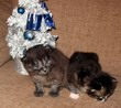 kittens