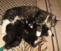 5 weeks
