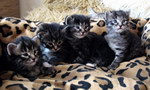 Kittens