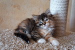 Hanna