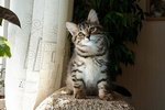 Velina
