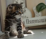 Enisey