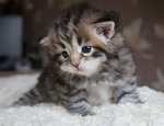 Grecha