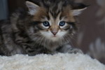 Grecha