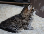 Grecha