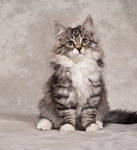 Sher
