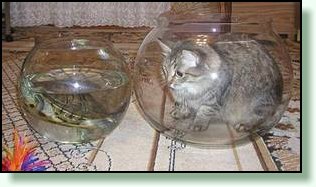 Siberian cat Zonusia and red-eared turtle Musya